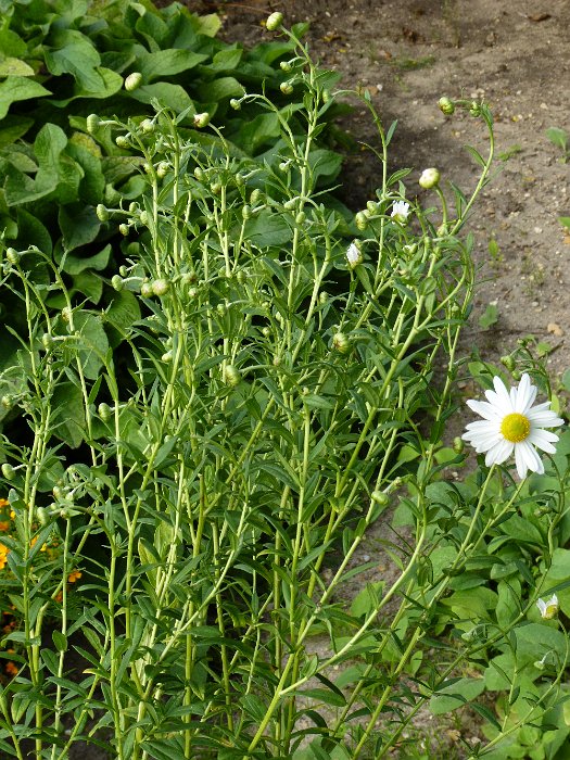 Leucanthemella serotina